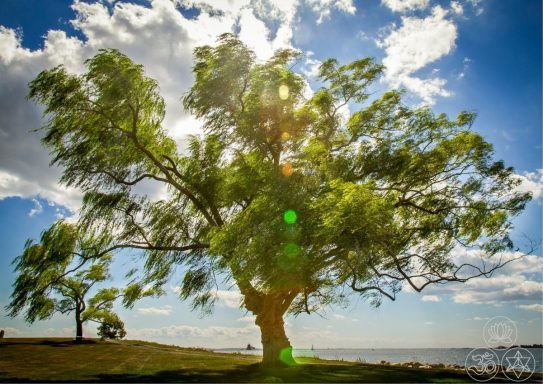 Bäume umarmen 2.0 Ein großer Baum vor einer sonnigen Landschaft mit Wolken und Wasser im Hintergrund.